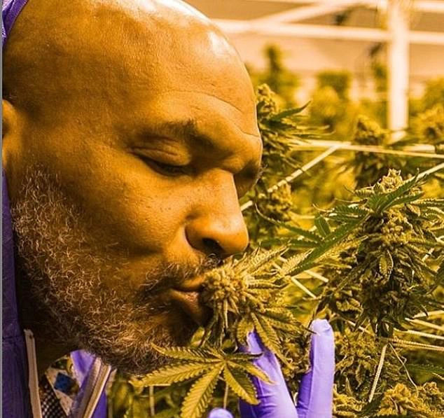 miracle leaf blog cbd