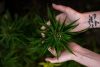What does Full Spectrum CBD Mean