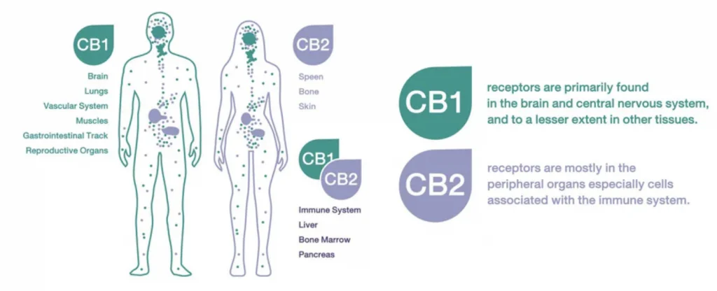 What is The Endocannabinoid system and why does it matter.