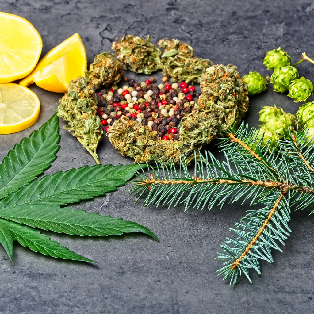 What are Terpenes in Hemp