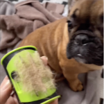 king komb mini brush king kanine