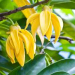 plant therapy essential oils ylang-ylang