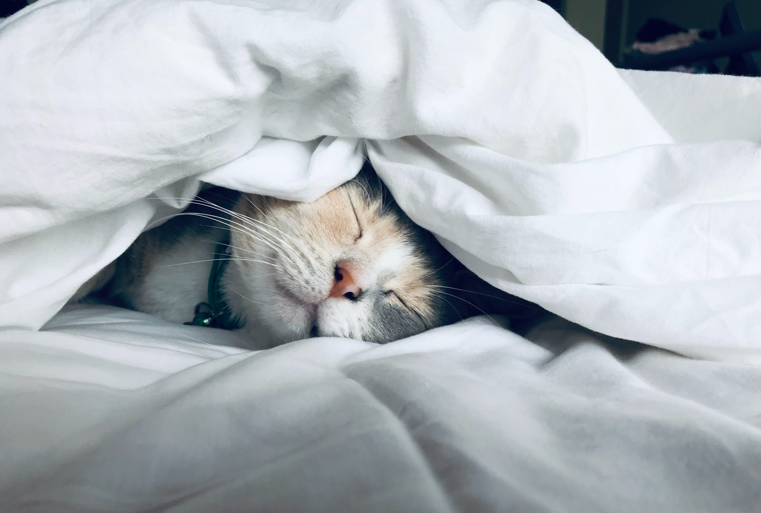 When to take CBD oil for sleep?