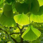 Plant Therapy Ginkgo Biloba Capsules