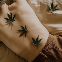 miracle leaf blog cbd wellness